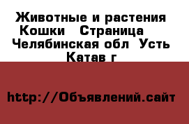 Животные и растения Кошки - Страница 2 . Челябинская обл.,Усть-Катав г.